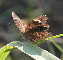 Junonia natalica natalica