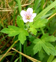 Geranium sibiricum