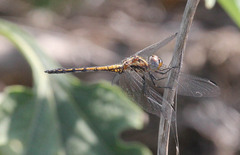 Trithemis furva