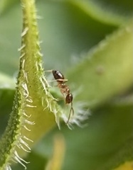 Nylanderia