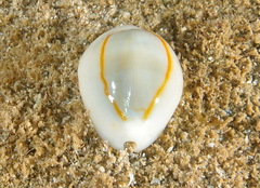 Monetaria annulus