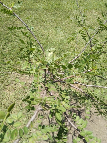 Bursera aptera Ramírez 2