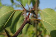 Paliurus spina-christi