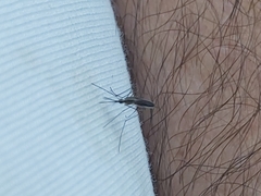Anopheles plumbeus