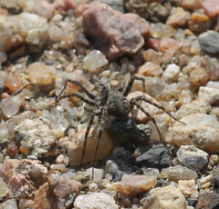 Pardosa mercurialis