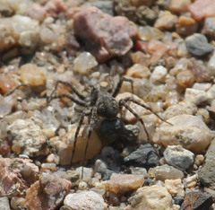 Pardosa mercurialis