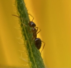 Nylanderia