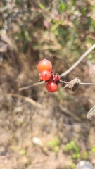 Lonicera hispidula