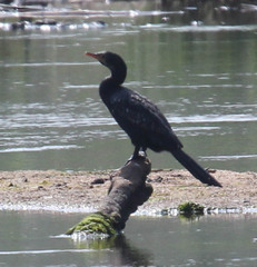 Microcarbo africanus