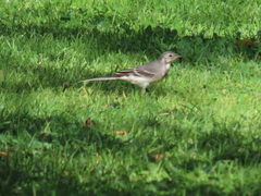 Motacilla alba
