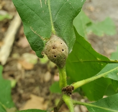 Andricus quercuspetiolicola