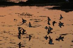 Charadriiformes