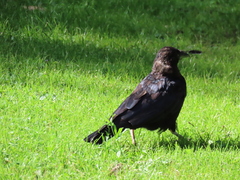 Corvus corone