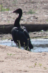 Plectropterus gambensis