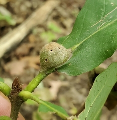 Andricus quercuspetiolicola