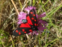 Zygaena filipendulae