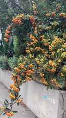 Pyracantha coccinea