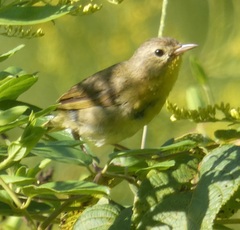Geothlypis trichas