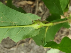 Andricus quercuspetiolicola