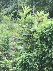 Asclepias syriaca