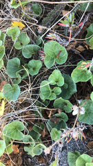 Calystegia soldanella