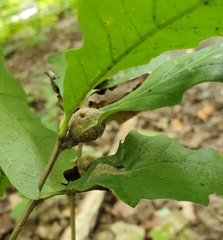 Andricus quercuspetiolicola