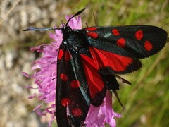 Zygaena filipendulae
