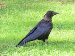 Corvus corone