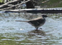 Motacilla capensis capensis