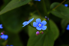 Brunnera sibirica