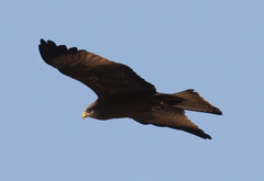 Milvus migrans parasitus