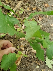 Andricus quercuspetiolicola