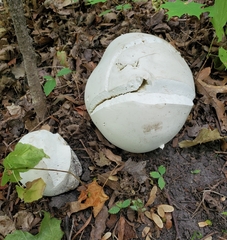 Calvatia gigantea