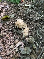 Clavariaceae