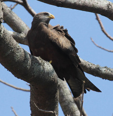 Milvus migrans parasitus