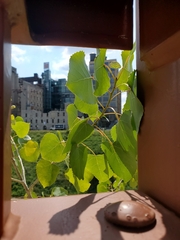 Populus deltoides
