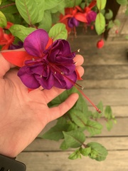 Fuchsia magellanica