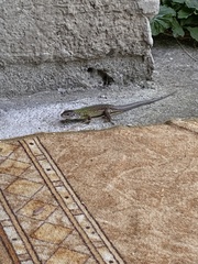 Lacerta viridis