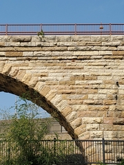 Populus deltoides