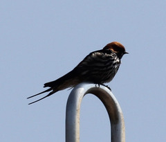 Cecropis abyssinica