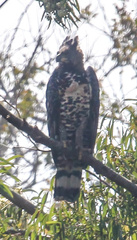 Stephanoaetus coronatus