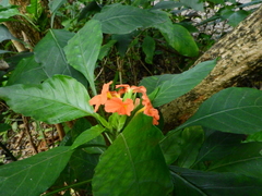 Crossandra nilotica
