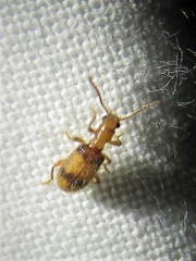 Cymatodera puncticollis