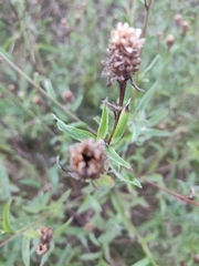 Centaurea jacea