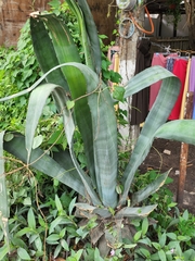 Agave mapisaga