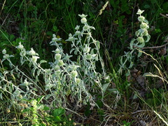Marrubium incanum