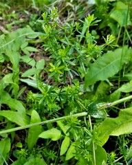 Galium mollugo