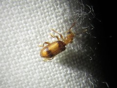 Cymatodera puncticollis