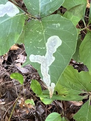 Cameraria guttifinitella
