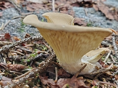 Turbinellus floccosus